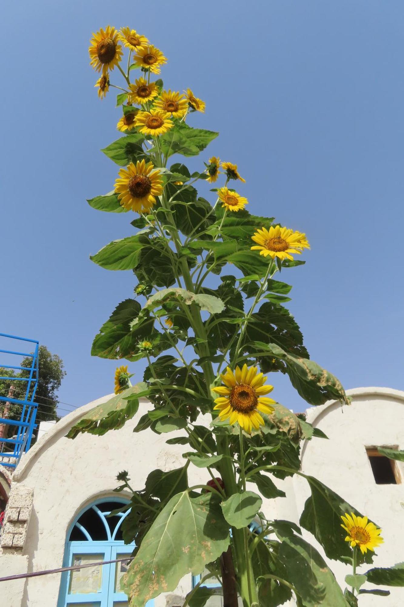 아스완 Nubian Lotus B&B 외부 사진